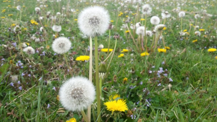 20160422_084330_Richtone(HDR)